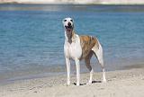 WHIPPET 235